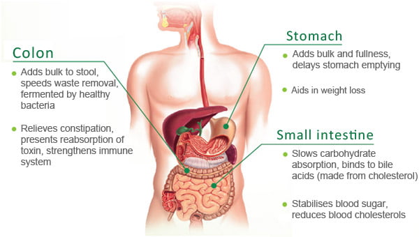 How Lacto Fibers helps reducing weight 