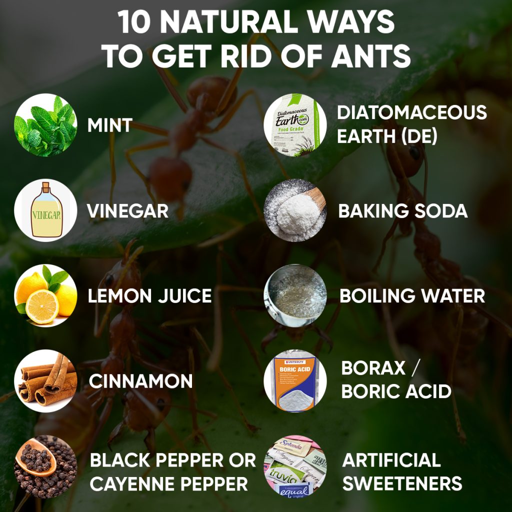 10 Natural Ways to Get Rid of Ants
