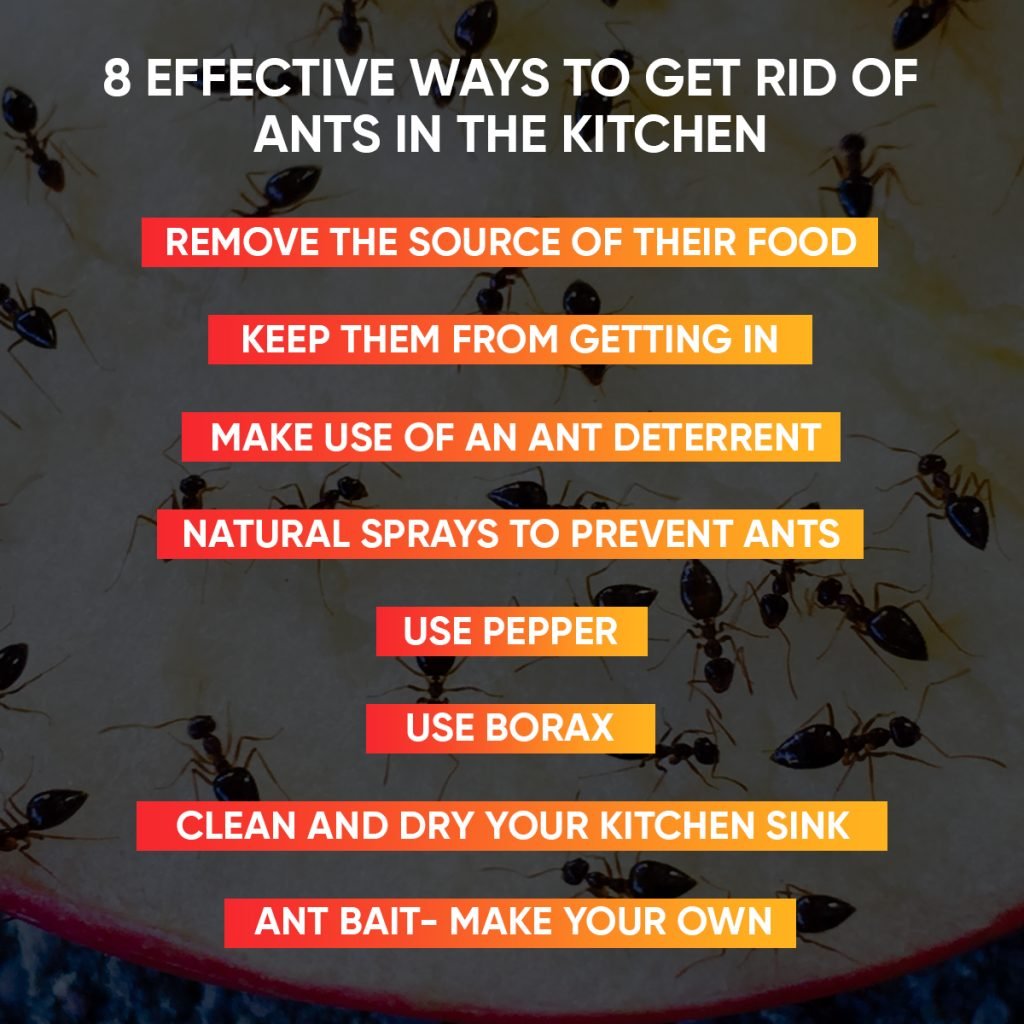 8 Effective Ways to Get Rid of Ants in the Kitchen